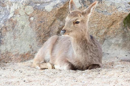 宮島の鹿 宮島の鹿 鹿,動物,宮島の写真素材
