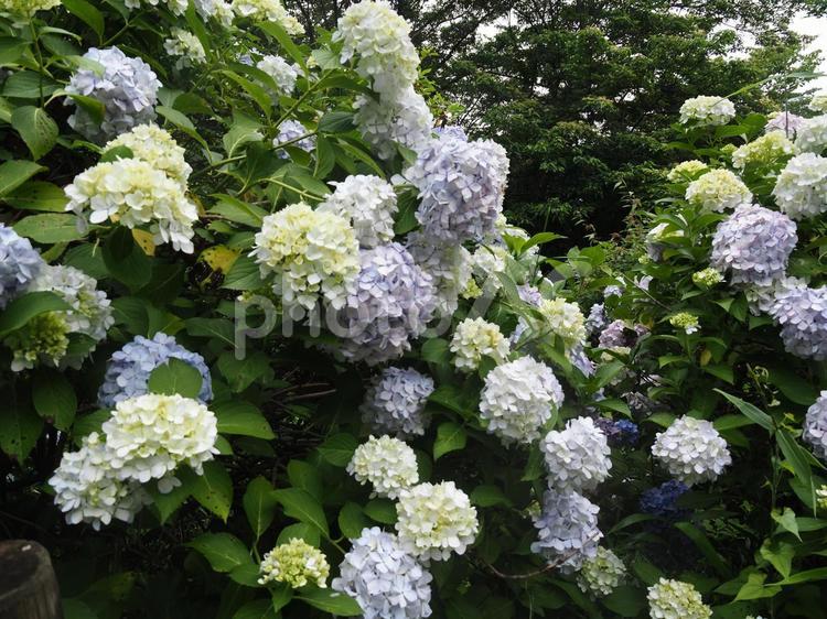 アジサイの花と葉っぱの写真 アジサイ,紫陽花,あじさいの写真素材