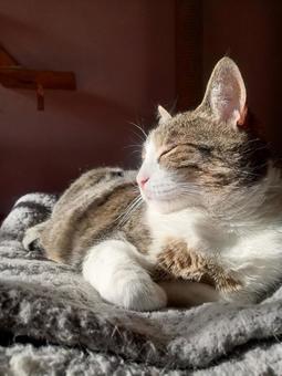 太陽眩しいな ネコ,お昼寝,暖かいの写真素材