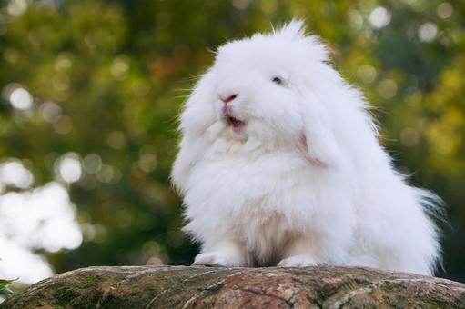 ペットのうさぎ うさぎ,ペット,干支の写真素材