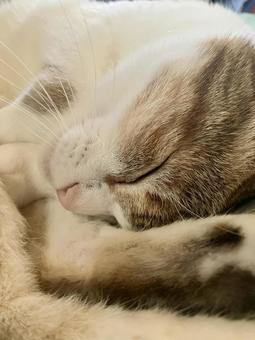 熟睡する猫 熟睡する猫の写真