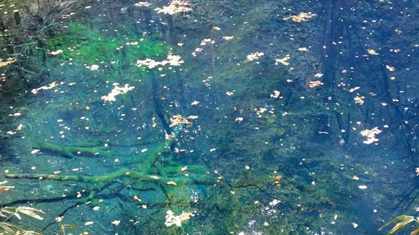 池の中の木 池の中の木の写真
