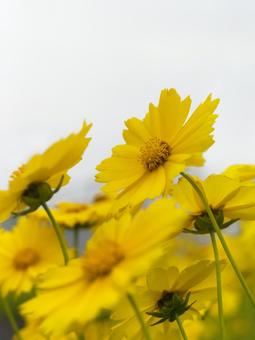 オオキンケイギク オオキンケイギクの写真