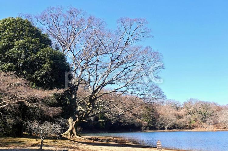 桜の開花はまだか、春めく一碧湖 一碧湖,早春,春先の写真素材