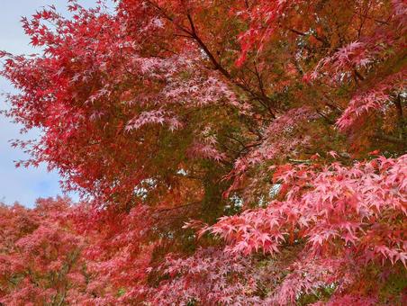 紅葉 もみじ,紅葉,赤の写真素材