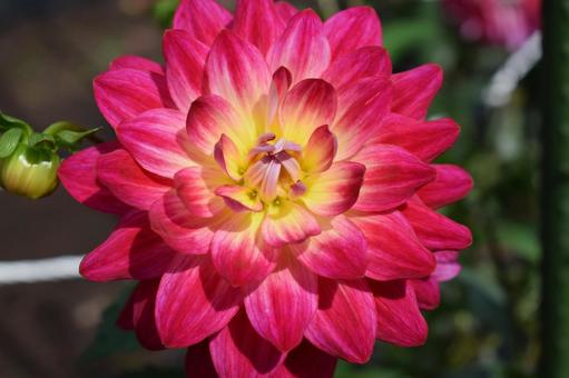 ダリアの花 ダリアの花,ダリア,ダリア園の写真素材