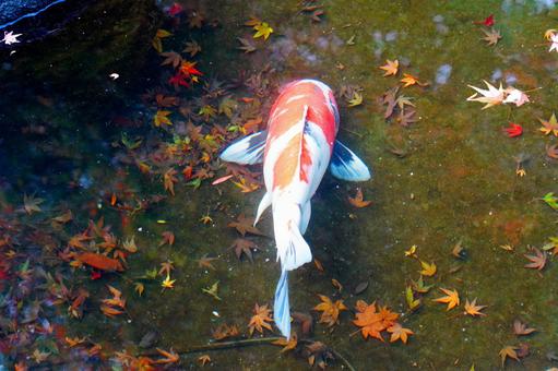 秋の池を泳ぐ紅白の錦鯉 日本の風景,水鏡,反射の写真素材
