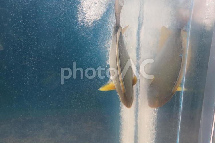 エアーレーションの水泡で遊ぶクロハギ クロハギ,水泡,水槽の写真素材