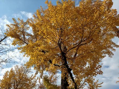 イチョウ 秋,いちょう,風景の写真素材