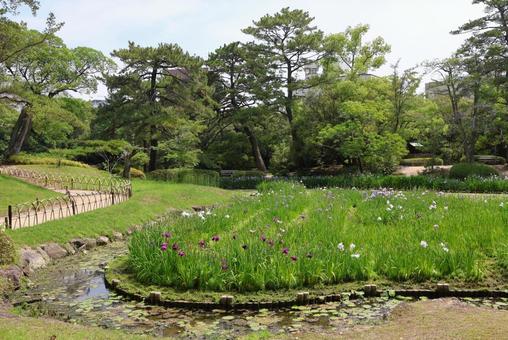 6月下旬の栗林公園の花菖蒲園 6月下旬の栗林公園の花菖蒲園の写真