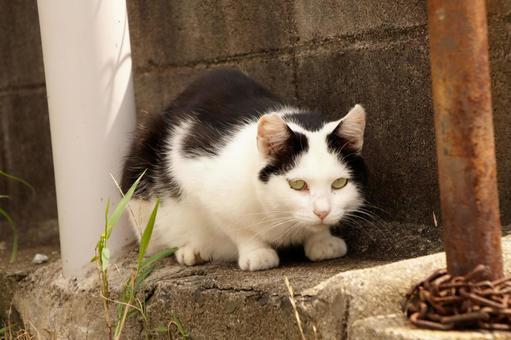 Cat in the parking lot, JPG