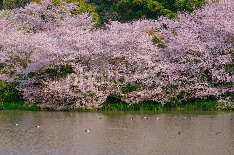 満開の桜と日本庭園 桜,満開,池の写真素材