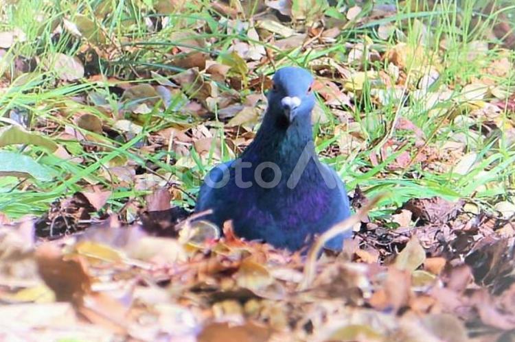 エサ取り中に、穴から顔を出した鳩 鳩,ハト,はとの写真素材