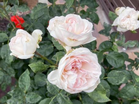 バラ バラ バラ,ローズ,花びらの写真素材