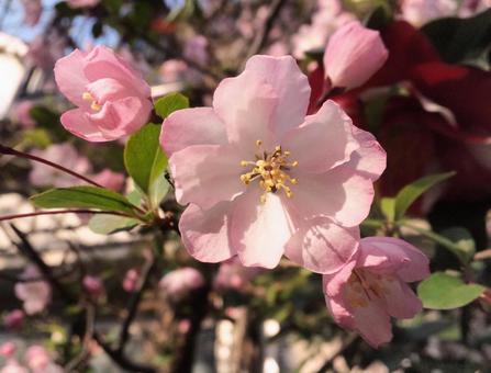 ピンクの花の写真