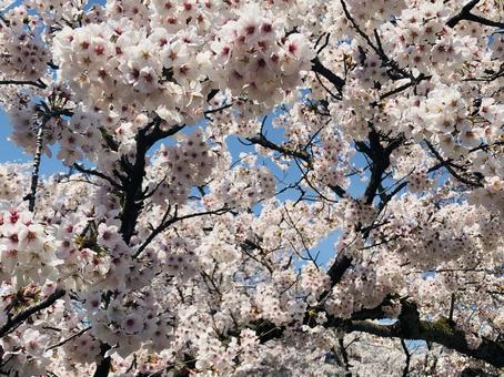桜 桜,花,植物の写真素材
