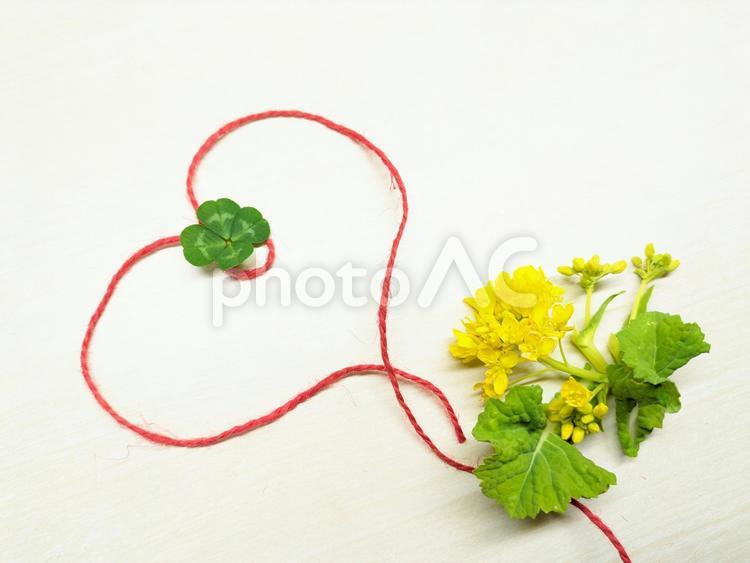 四つ葉と菜の花のハート　春の背景 四つ葉,クローバー,菜の花の写真素材