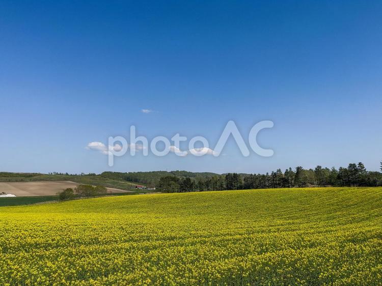青空と菜の花畑 春,菜の花,黄色の写真素材