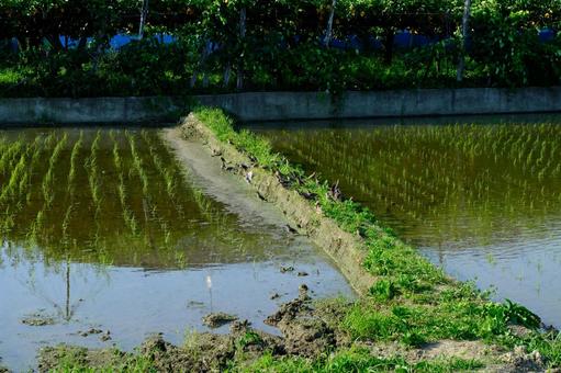 Rice fields and a flock of starlings, JPG Rice fields and a flock of starlings, JPG