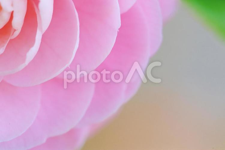 椿の花のクローズアップ ツバキ,背景,壁紙素材の写真素材