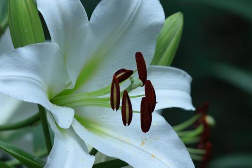 A flower that symbolizes chastity, JPG A flower that symbolizes chastity, lírios, lírio, flor, JPG