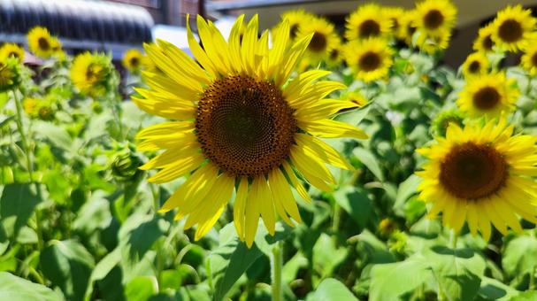 夏を抱きしめる花畑 夏を抱きしめる花畑の写真