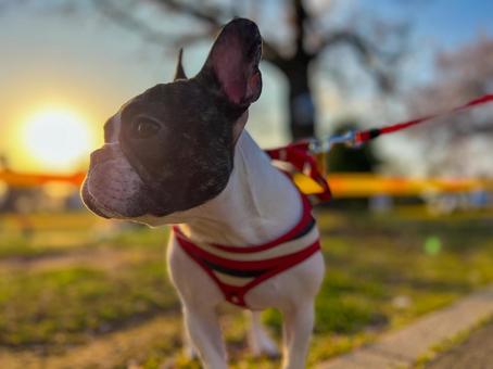 夕日と犬（フレブル）_3の写真