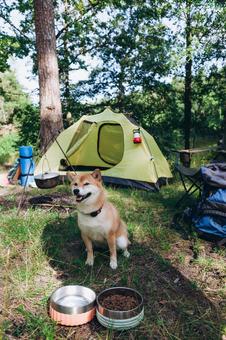 水飲み場の横に立つ犬 犬,テント,キャンプの写真素材