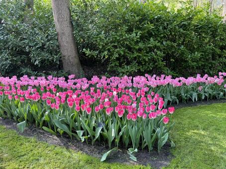 キューケンホフ公園 キューケンホフ公園 キューケンホフ,チューリップ,アムステルダムの写真素材