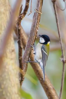 シジュウカラ(165) 野鳥,鳥,シジュウカラの写真素材