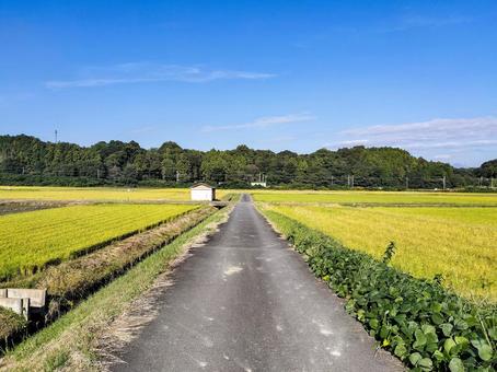 三重県鈴鹿市庄野町　秋の田園と農道 田園風景,田圃,田畑の写真素材