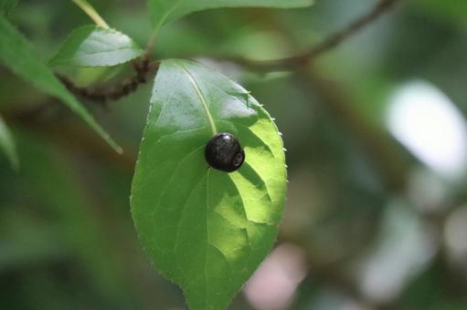 緑の葉の上のハナイカダの黒い実 緑の葉の上のハナイカダの黒い実の写真
