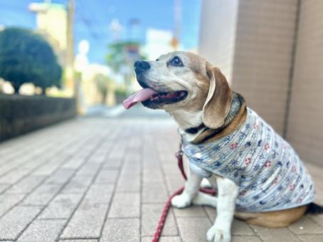 夏の散歩で休憩するビーグル犬 夏の散歩で休憩するビーグル犬の写真