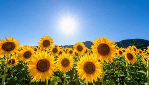 ひまわりと青空 夏空 ひまわりと青空 夏空の写真