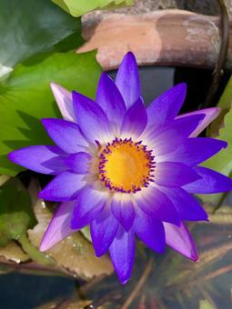 Purple tropical water lily, JPG