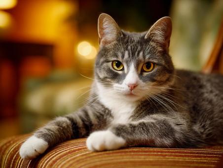 ソファの上の猫 ソファの上の猫の写真