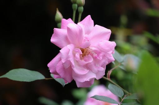 Pink Roses, JPG Pink Roses, JPG