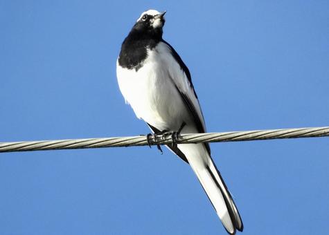電線につかまるセグロセキレイ 鳥,野鳥,セグロセキレイの写真素材