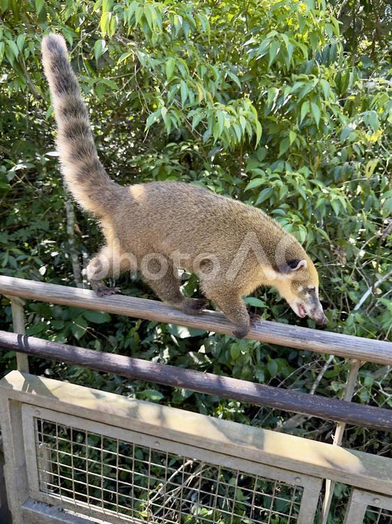イグアスの滝　動物 フォスドイグアス,イグアスの滝,海外の写真素材