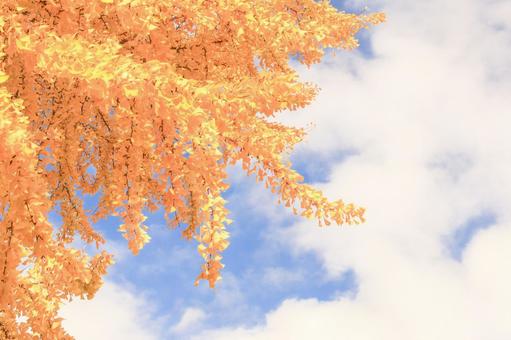 銀杏の木 銀杏,青空,秋色の写真素材