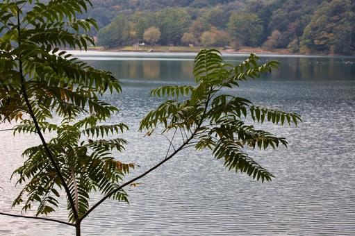 山の植物 山の植物の写真
