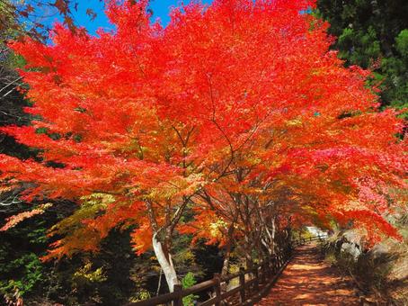 紅葉 紅葉 もみじ,紅葉,青空の写真素材