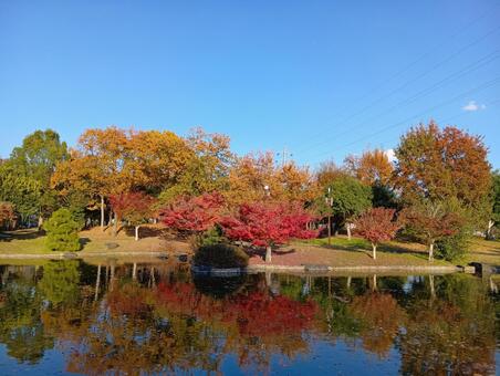 紅葉の公園 紅葉,公園,秋の写真素材