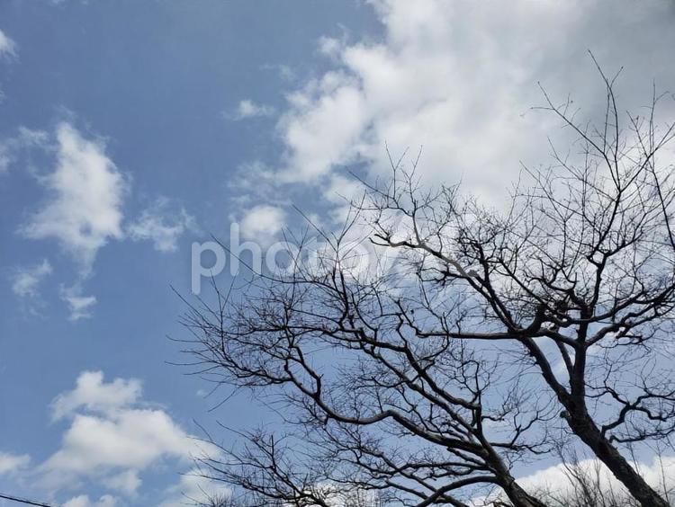 寒凪 冬,風景,枯れ木の写真素材