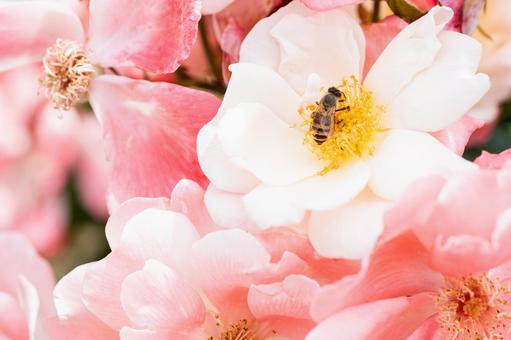 庭のピンクのバラと蜂 庭のピンクのバラと蜂 薔薇,バラ,花の写真素材