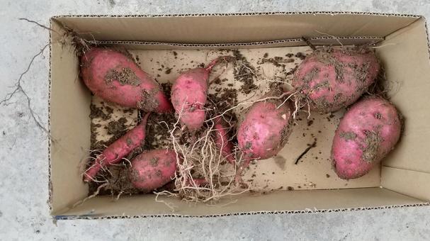 収穫したばかりのサツマイモ サツマイモ,さつまいも,芋の写真素材