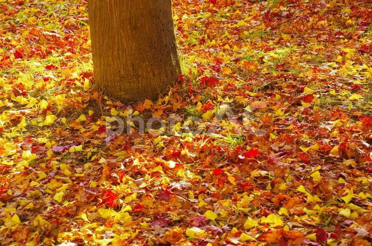 落ち葉のじゅうたん 銀杏並木,北海道大学,いちょうの写真素材