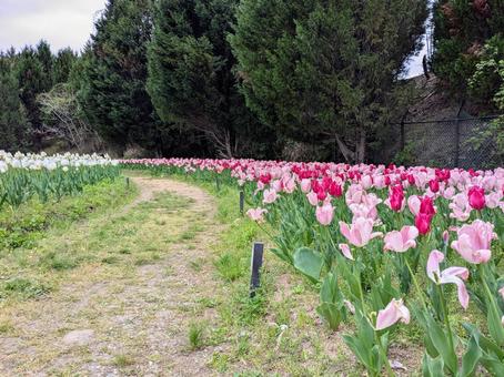 Tulip Garden 3, JPG Tulip Garden 3, JPG