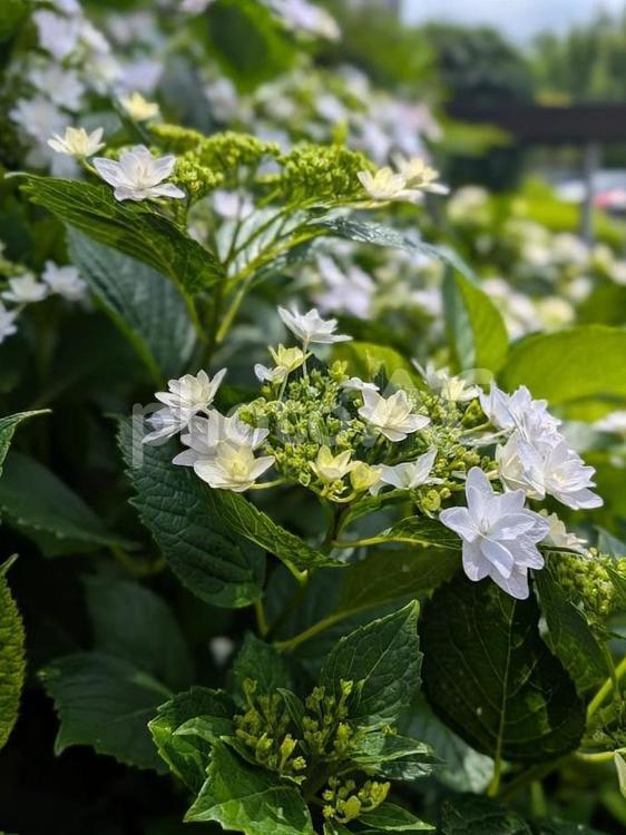 額紫陽花　ガクアジサイ　 ６月,ガクアジサイ,額紫陽花の写真素材