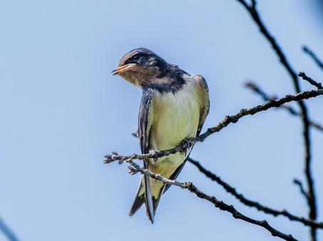 枝にとまるツバメ 枝にとまるツバメ ツバメ,燕,野鳥の写真素材